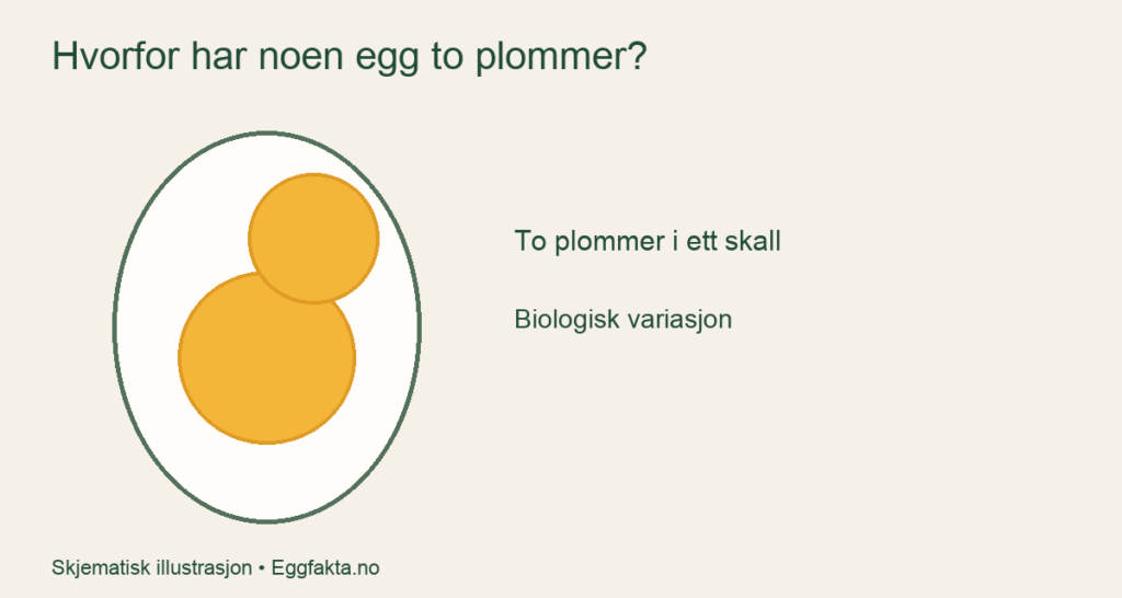 Snitt av et egg med to plommer i samme skall