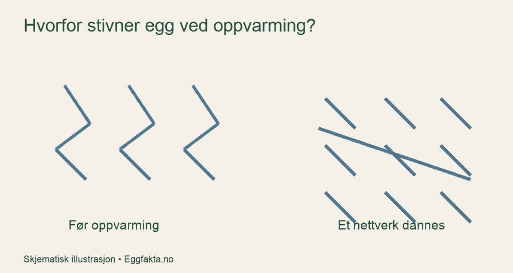 Skjematisk illustrasjon av proteiner før oppvarming og et nettverk etter oppvarming