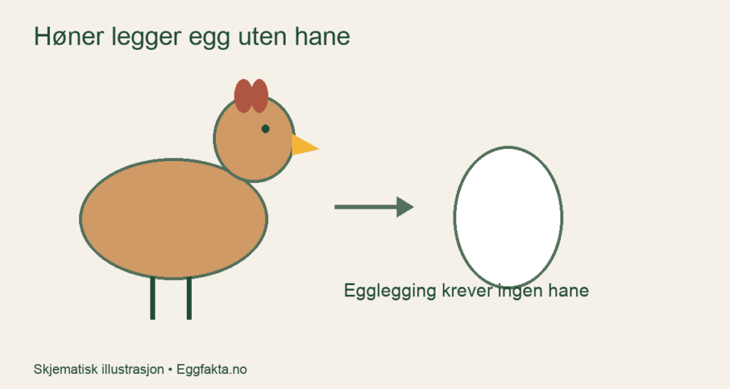 En høne med pil til et egg; egglegging krever ingen hane
