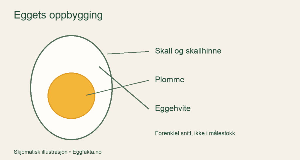 Forenklet snitt av et egg med skall, eggehvite og plomme